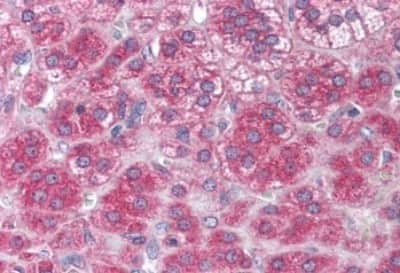 Immunohistochemistry-Paraffin: NT-3 Antibody [NBP3-14428]